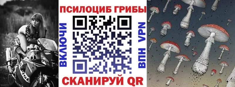 продажа наркотиков  Курчалой  Псилоцибиновые грибы Psilocybine cubensis 