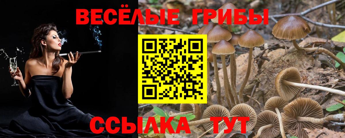 Псилоцибиновые грибы Psilocybine cubensis  Вход с VPN  Курчалой 